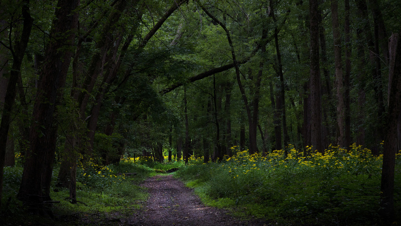 Lodge Park Trail 1.jpg :: Lodge Park Walking Trail Along the Sangamon River, Piatt Co. Forest Preserve
