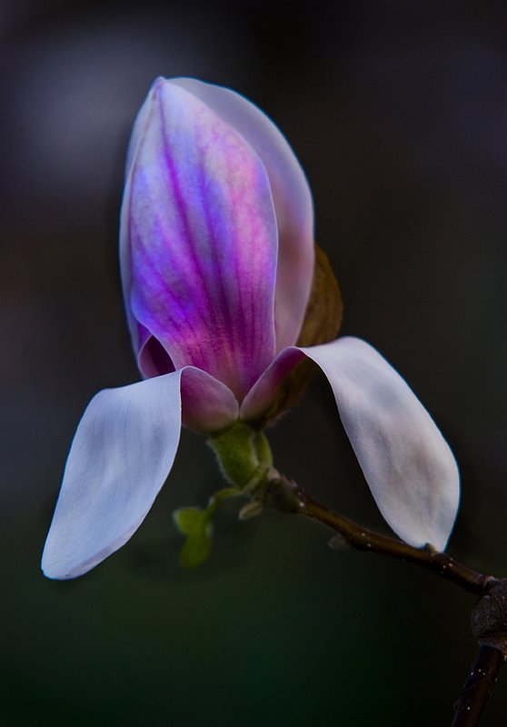 Magnolia.jpg :: Magnolia Blossom 