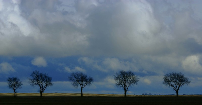 Marching Trees 1.jpg :: Marching Trees near Monticello, Piatt County