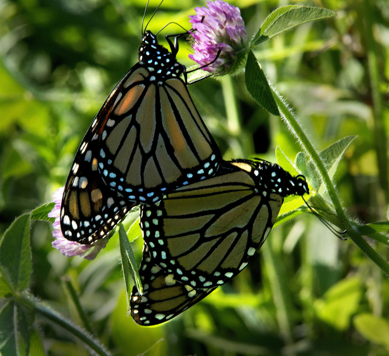 Monarch Pair.jpg :: Mating Monarchs, Restored Prairie at Homer Lake Forest Preserve, Champaign County
