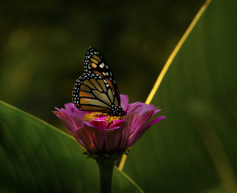 Monarch_02.jpg :: Monarch on Zinnia, backyard garden, Champaign County 