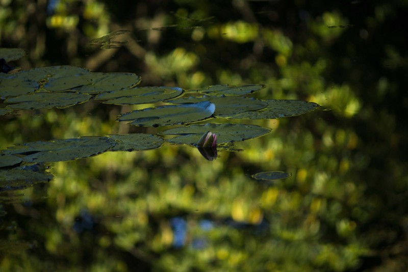 Monets Water Garden Reflection 3.jpg :: Autumn Reflections at Giverny 