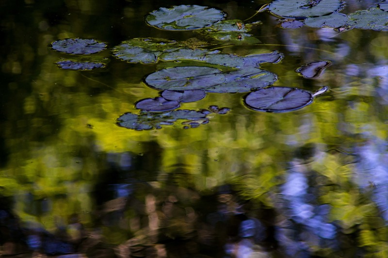 Monets Water Garden Reflection 4.jpg :: Autumn Reflections in the Water Garden, Giverny