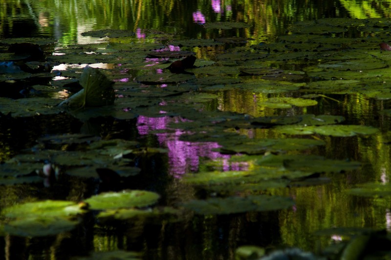 Monets Water Garden Reflection 6.jpg :: Reflections in the Water Garden at Giverny