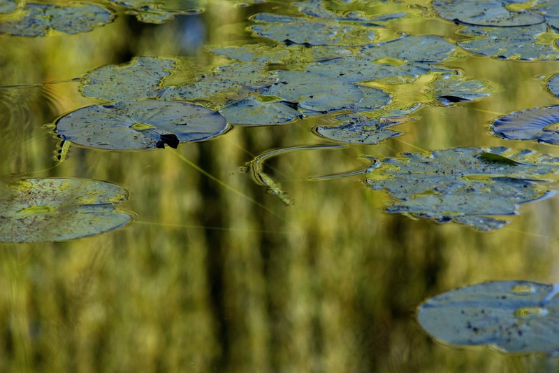 Monets Water Garden Reflection 7.jpg :: Reflections of Autumn Trees at Giverny