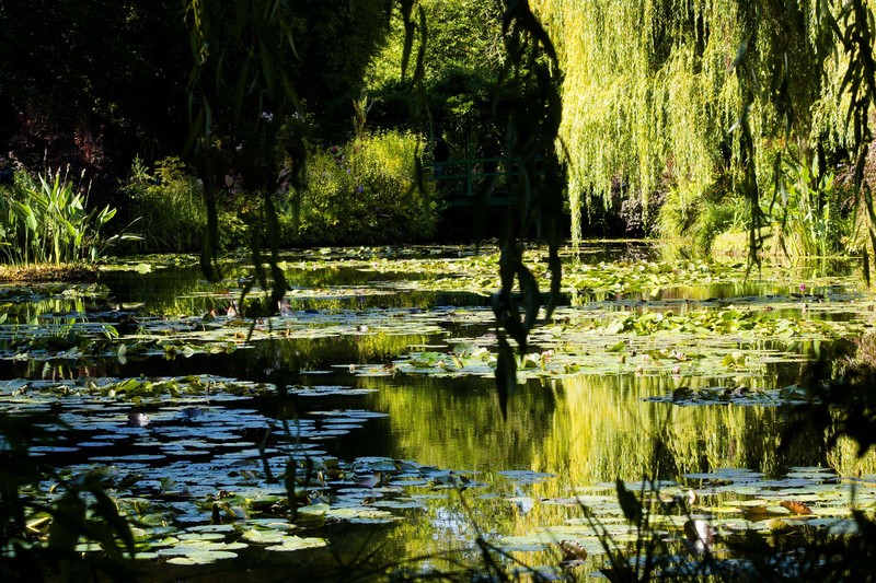 Monets Water Garden Reflection 8.jpg :: Monet's Water Garden at Giverny