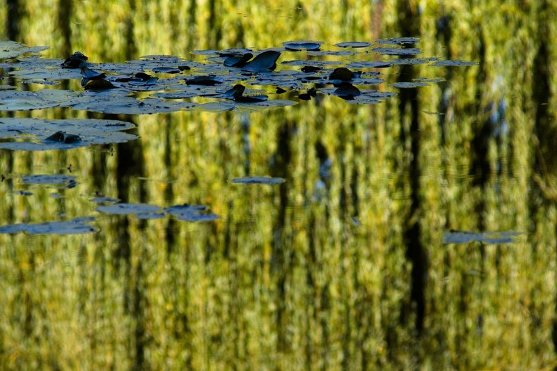 Monets Water Garden Reflection1.jpg :: Willow Reflections in Monet's Water Garden