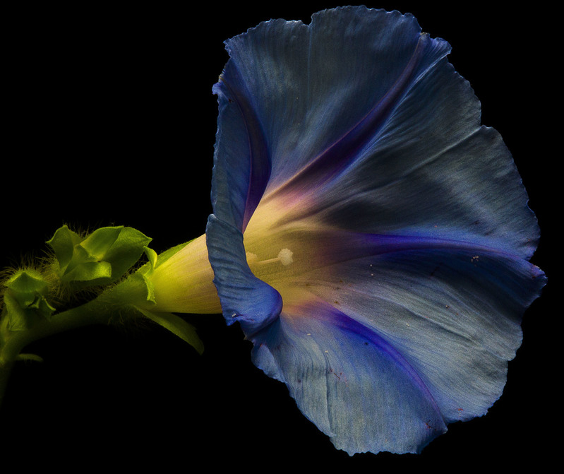 Morning Glory.jpg :: Blue Morning Glory