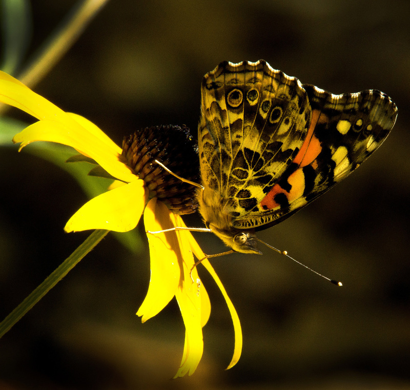 Painted Lady 1.jpg :: Painted Lady on Black-eyed Susan, backyard garden, Champaign County