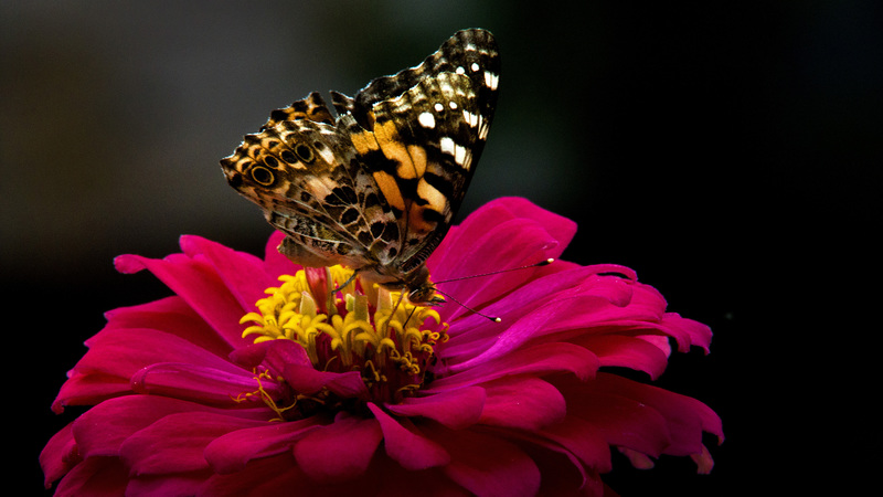 Painted Lady.jpg :: Painted Lady, backyard garden, Champaign county