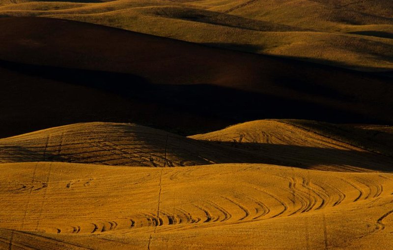 Palouse06.jpg :: Evening Shadows, The Palouse Region in SE Washington State, USA