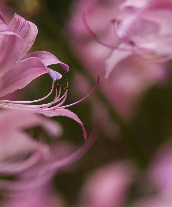 Pink Lady.jpg :: Pink lady at Allerton Park