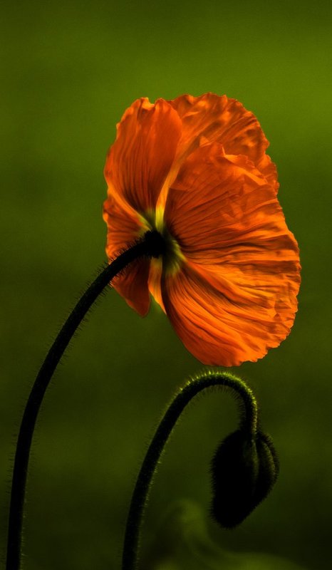 Poppies 1.jpg :: Poppies in France