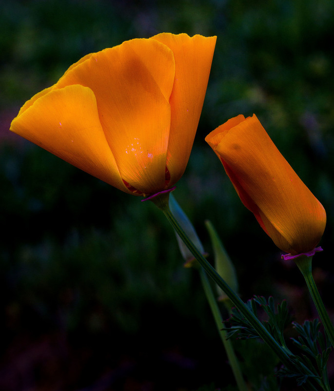 Poppies 2.jpg :: Poppies in Alaska