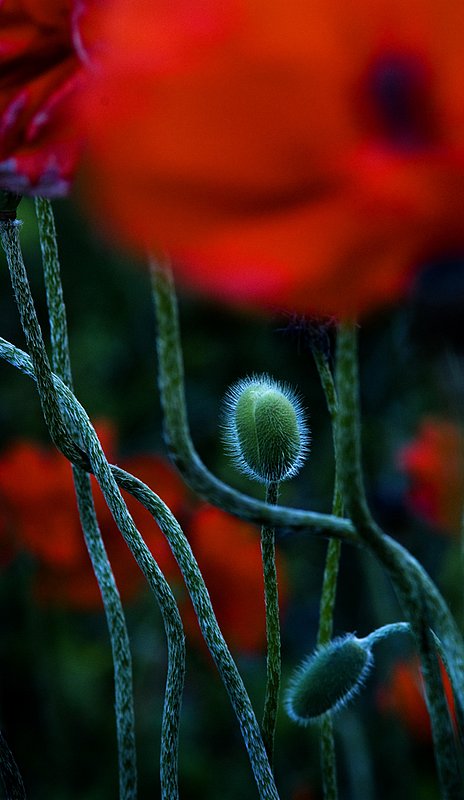 Poppies.jpg :: Red Poppies