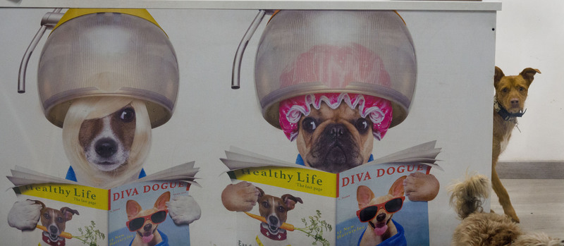 Poster in Spain.jpg :: Poster in Dog Groomer's Window, Spain