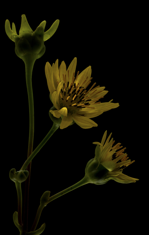 PraireDock.jpg :: Prairie Dock