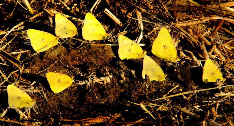 Puddle Clubbing Clouded Sulphur Butterflies.jpg :: Puddle-Clubbing of Clouded Sulphur Butterflies, old gravel pit, DeWitt County