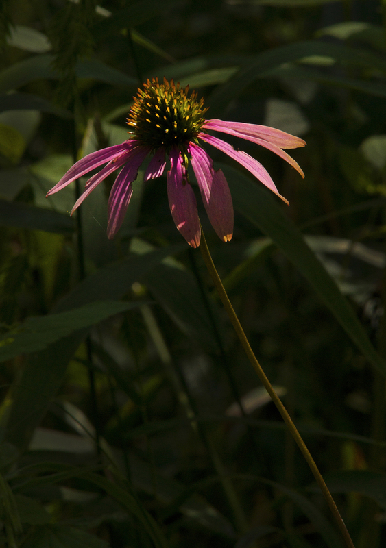 PurpleConeflower.jpg :: Purple Coneflower