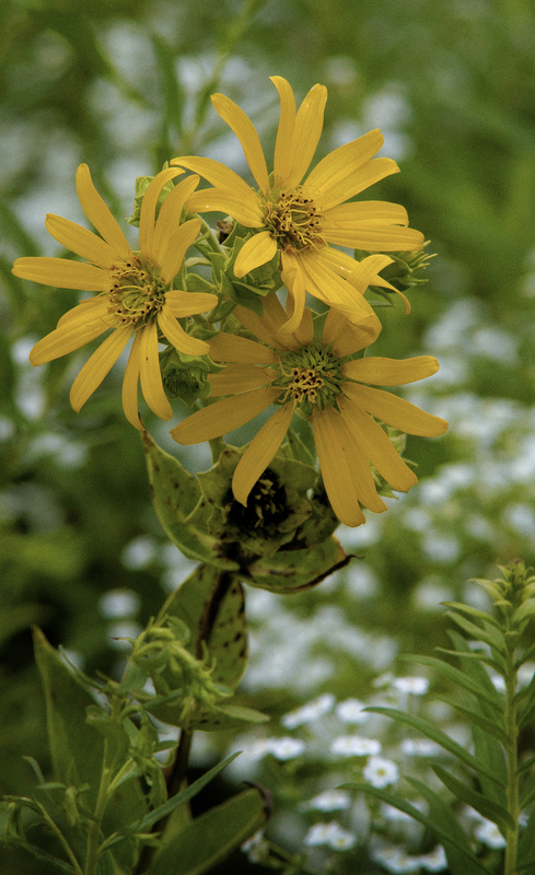 RosenWeed.jpg :: Rosen Weed