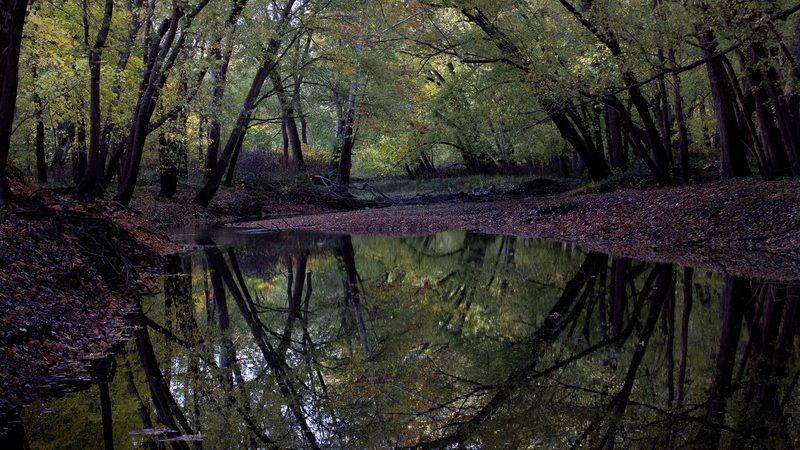 Sangamon River Near Hazen Bridge.jpg :: Sangamon River, Near Hazen Bridge, Champaign County