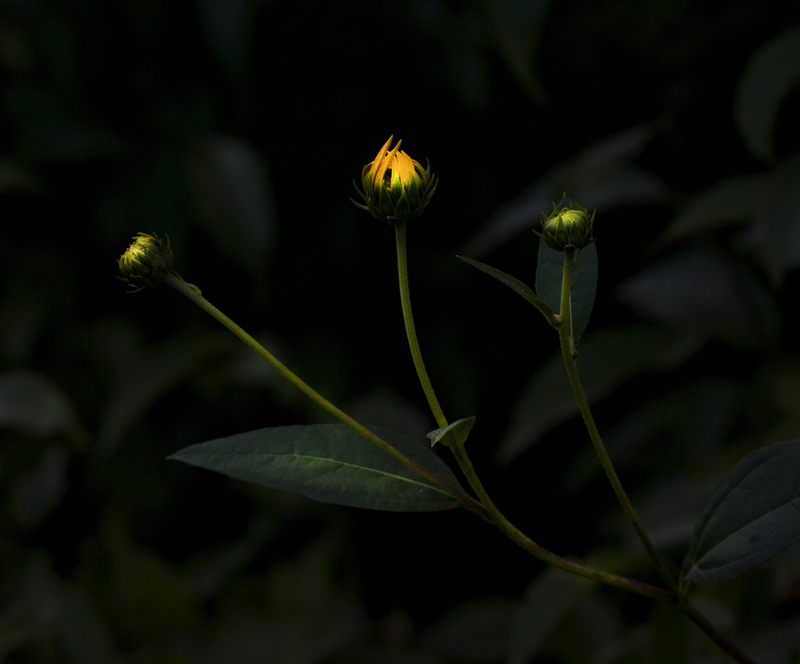 SawtoothSunflower.jpg :: Sawtooth Sunflower
