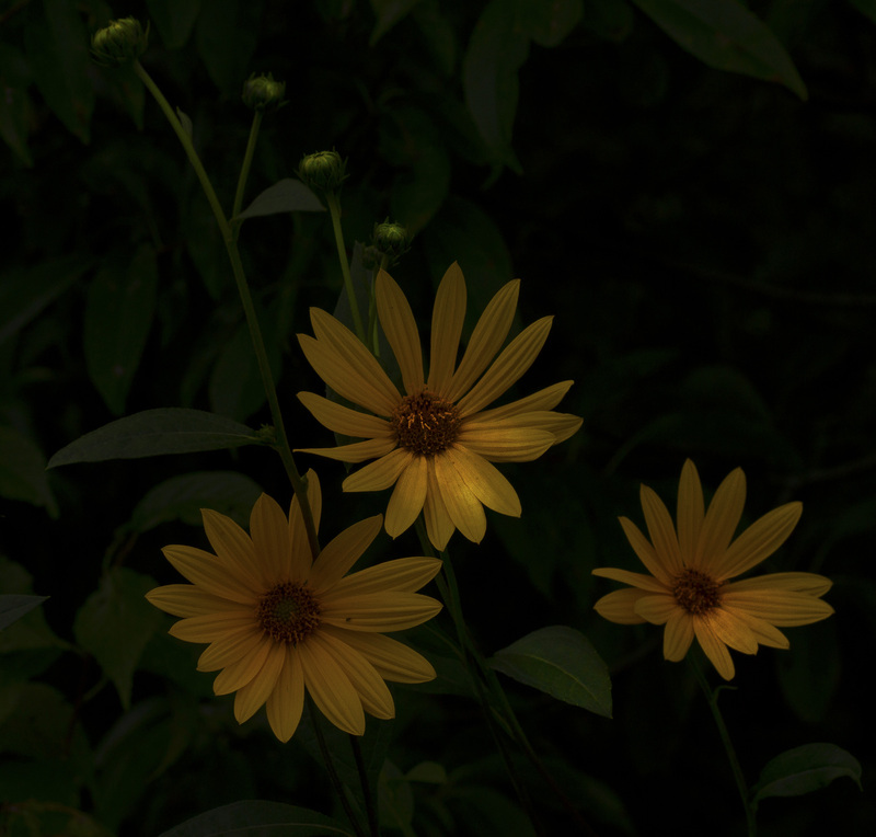 SawtoothSunflower1.jpg :: Sawtooth Sunflower