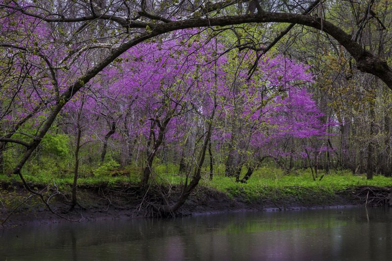 ShadyRest02.jpg :: Red Buds along the Sangamon River, Shady Rest Forest Preserve, Piatt County