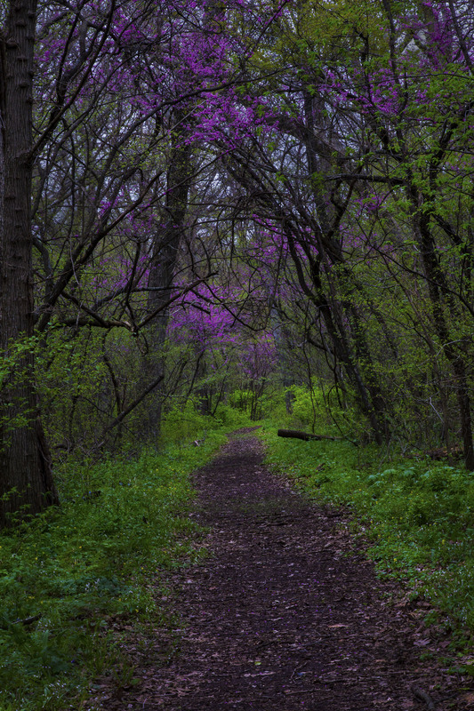 ShadyRest03.jpg :: Spring at Shady Rest Forest Preserve, Piatt County