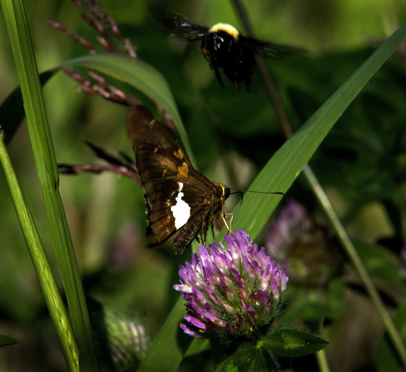 Silver Spotted Skipper.jpg :: Silver Spotted Skipper, Restored Prairie at Homer Lake Forest Preserve, Champaign County