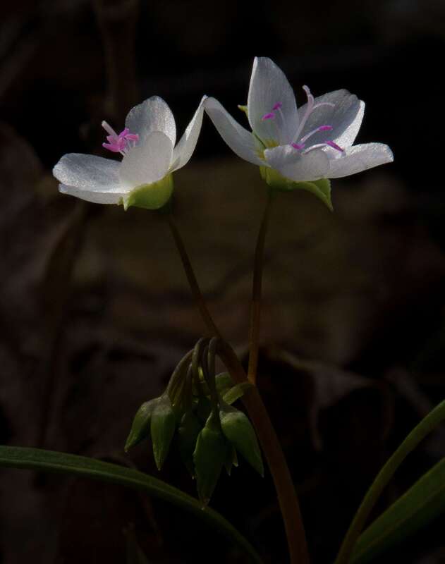 Spring Beauty.jpg :: Spring Beauty