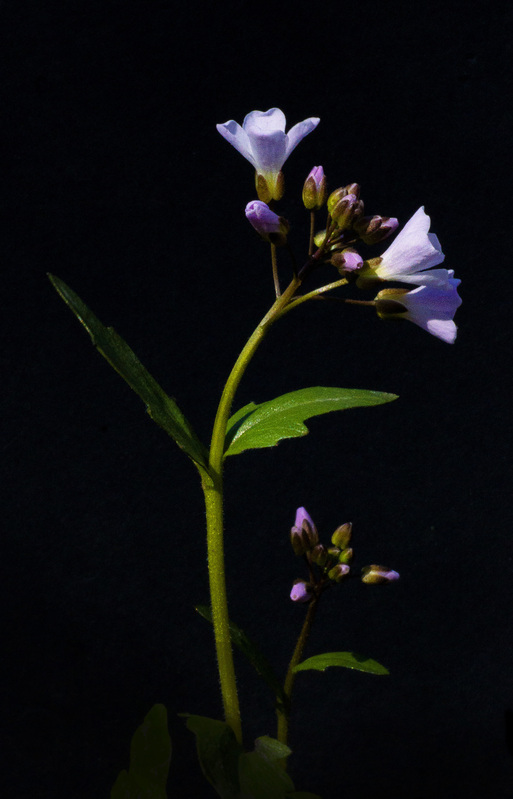 Spring Cress.jpg :: Spring Cress