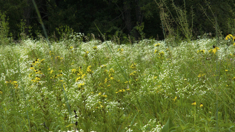 SummerPrairie.jpg :: Summer Prairie