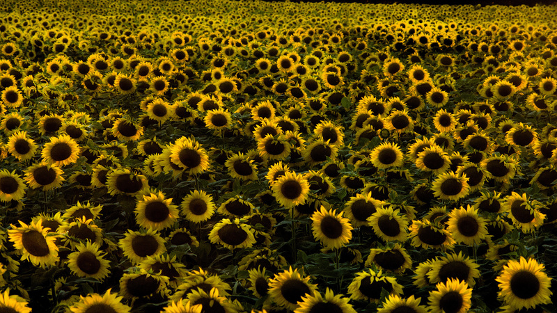 Sunflower_01.jpg :: Field of Sunflowers near Cerro Gordo, Piatt County, Illinois