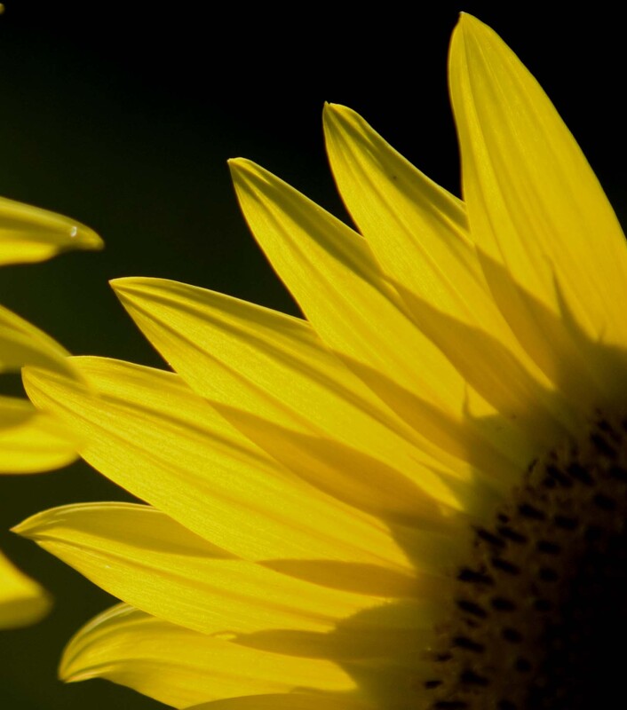 Sunflower_02.jpg :: Sunflower, Champaign, Illinois