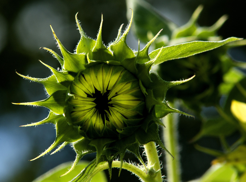 Sunflower_03.jpg :: Blooming Sunflower, Champaign, Illinois
