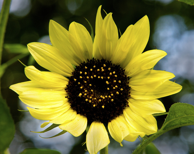 Sunflower_04.jpg :: Sunflower in Full Bloom, Champaign, Illinois