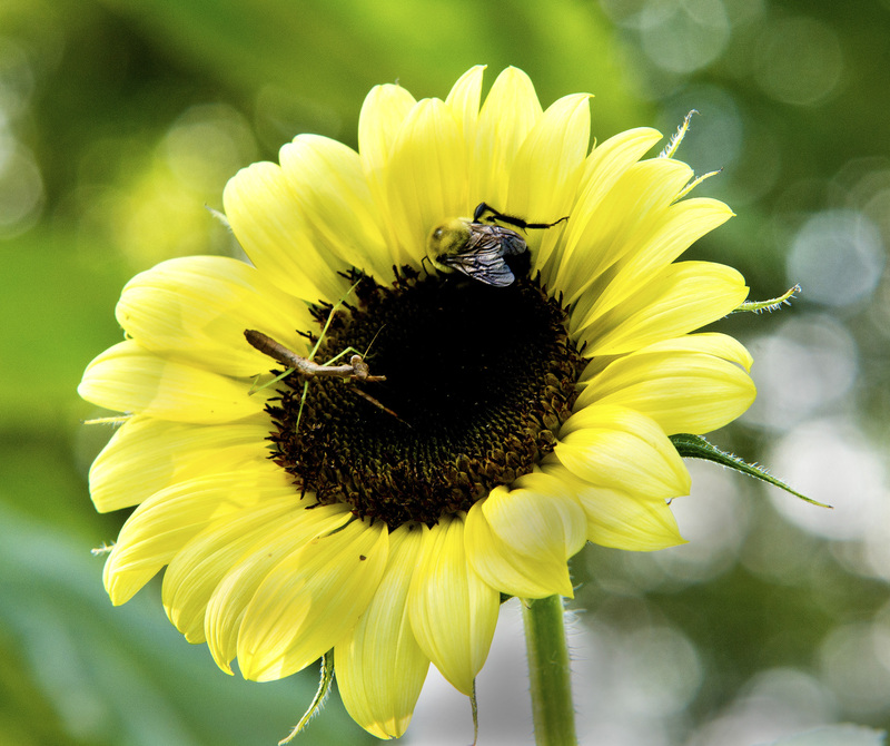 Sunflower_05.jpg :: Sunflower and Friends, Champaign, Illinois