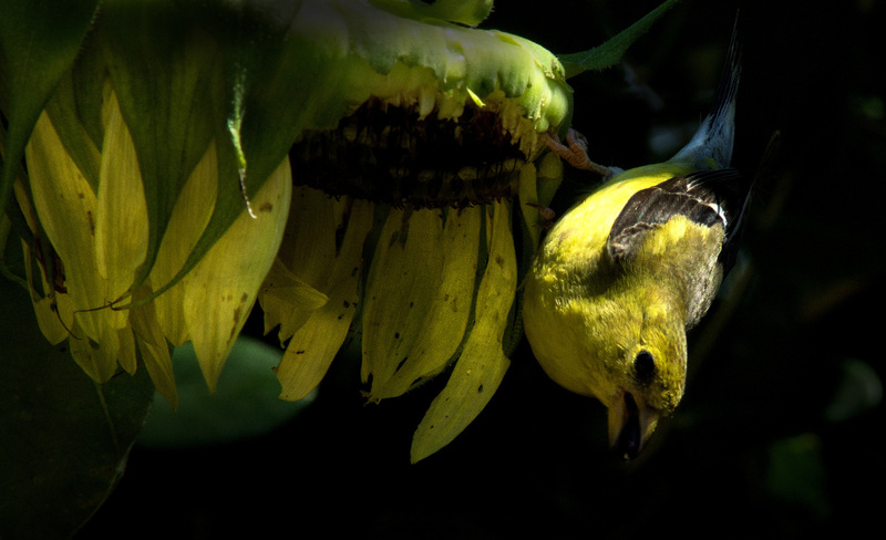 Sunflower_06.jpg :: Golden Finch Eating Sunflower Seeds, Champaign, Illinois