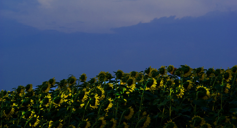 Sunflower_07.jpg :: Field of Sunflowers, Near Decatur, Macon County, Illinois