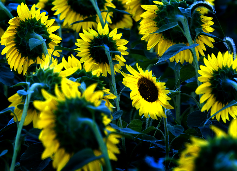 Sunflower_08.jpg :: Field of Sunflowers, Near Decatur, Macon County, Illinois