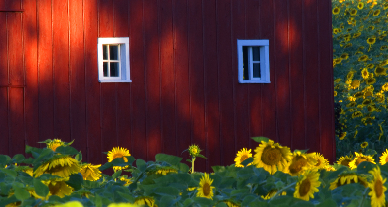 Sunflower_09.jpg :: Red Barn Surrounded by Field of Sunflowers, Near Decatur, Macon County, Illinois 