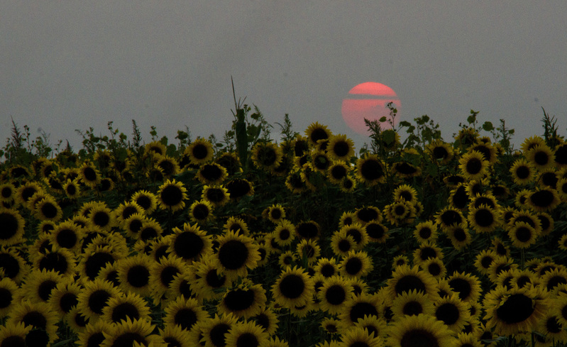 Sunflower_10.jpg :: Sunflower Field at Sunset (1), Champaign County, Illinois