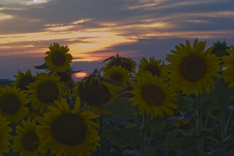 Sunflower_11.jpg :: Sunflower Field at Sunset (2), Macon County, Illinois