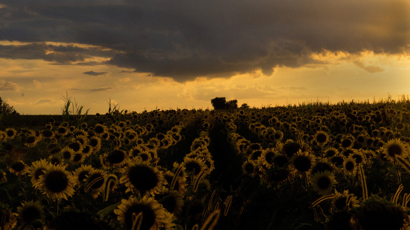 Sunflower_12.jpg :: Sunflower Field at Sunset (3), Champaign County, Illinois