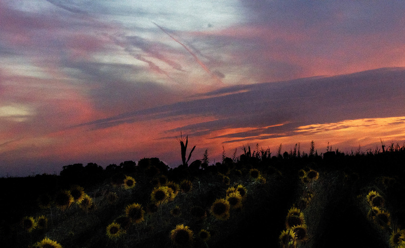 Sunflower_14.jpg :: Sunflower Field at Sunset (5), Champaign County, Illinois
