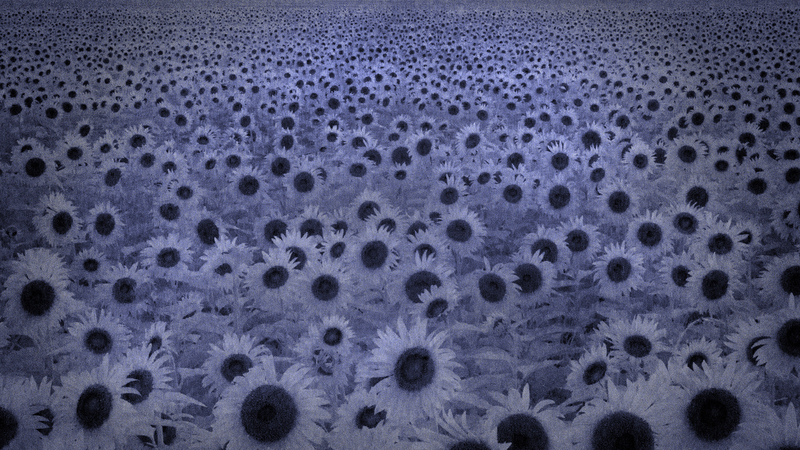 Sunflowers_BW_01.jpg :: Field of Sunflowers near Cerro Gordo, Piatt County, Illinois