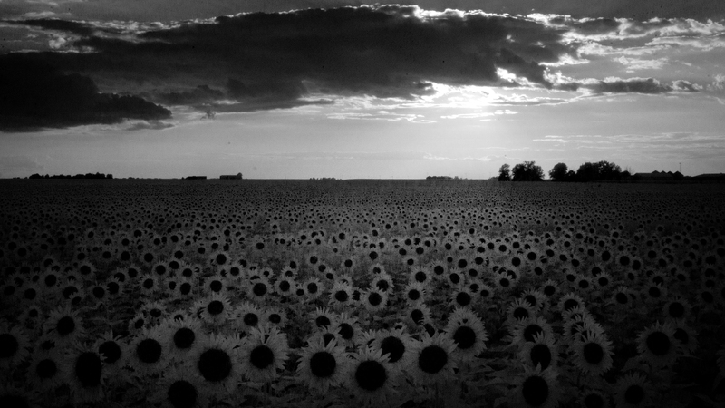 Sunflowers_BW_02.jpg :: Field of Sunflowers near Cerro Gordo, Piatt County, Illinois