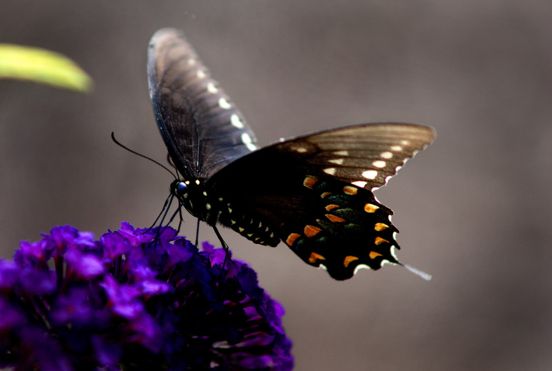 Swallowtail Black.jpg :: Black Swallowtail on Butterfly Bush, backyard garden, Champaign County