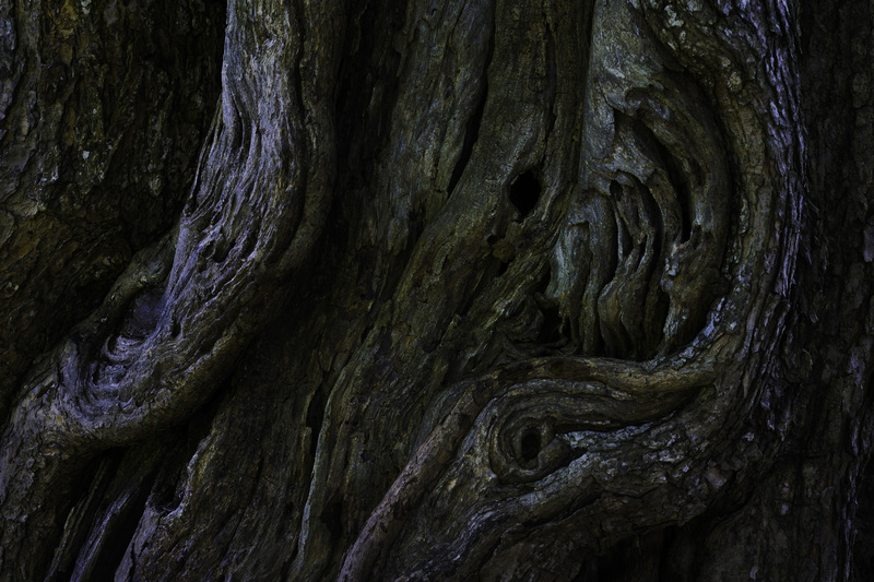 The Tree at Weldon Spring.jpg